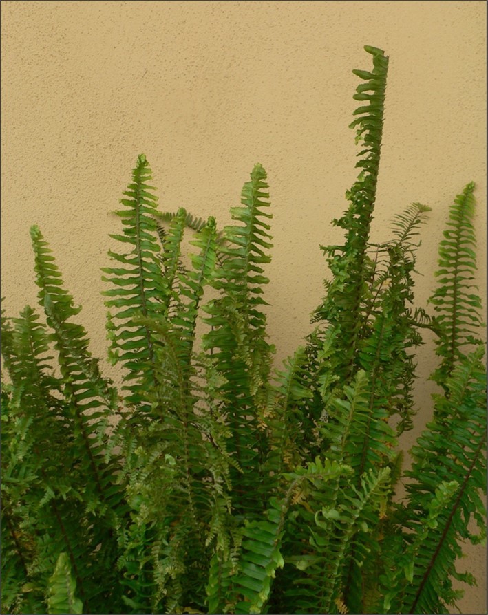 Figure 1. Aerial part of the fern displaying widespread leaf abnormalities shown in major details in the following figures.
