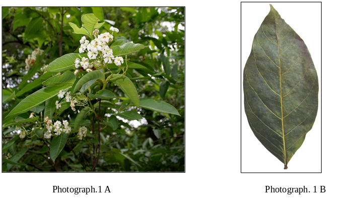 Figure 1. 1A. Host plant of the Mite: from Holarhena pubescence L. (Apocynaceae); 1B.